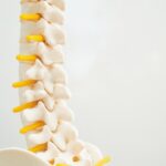 A model spine shows where the base of the spine connects with the hips.