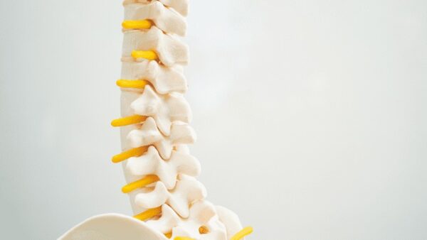 A model spine shows where the base of the spine connects with the hips.